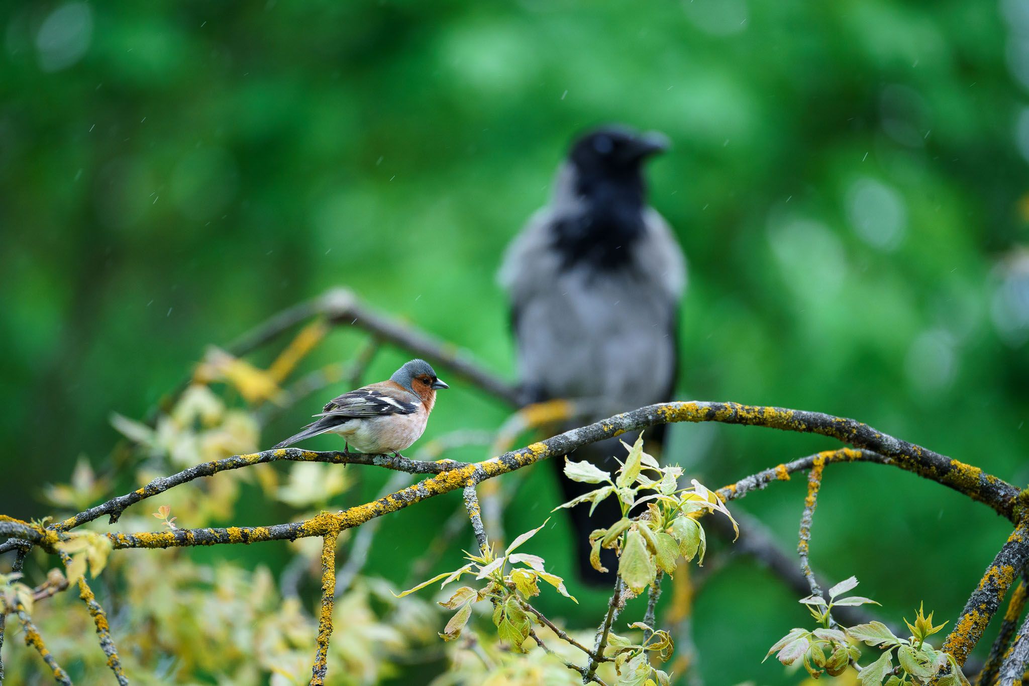 0018cc2025May18IMG01744.j…
Payout: 0.000 HBDChaffinch & hooded crow
2025-05-19 05:14![0002cc2025May18IMG01730.jpg