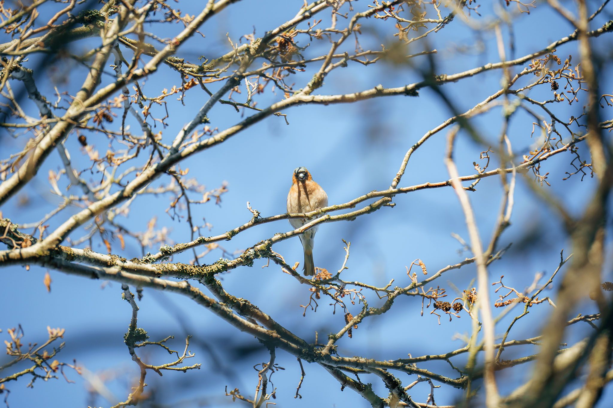 0019cc2025Apr19IMG00484.…
Payout: 0.000 HBDLittle BIrd
2025-05-04 06:53![0015cc2025May01IMG01132.jpg