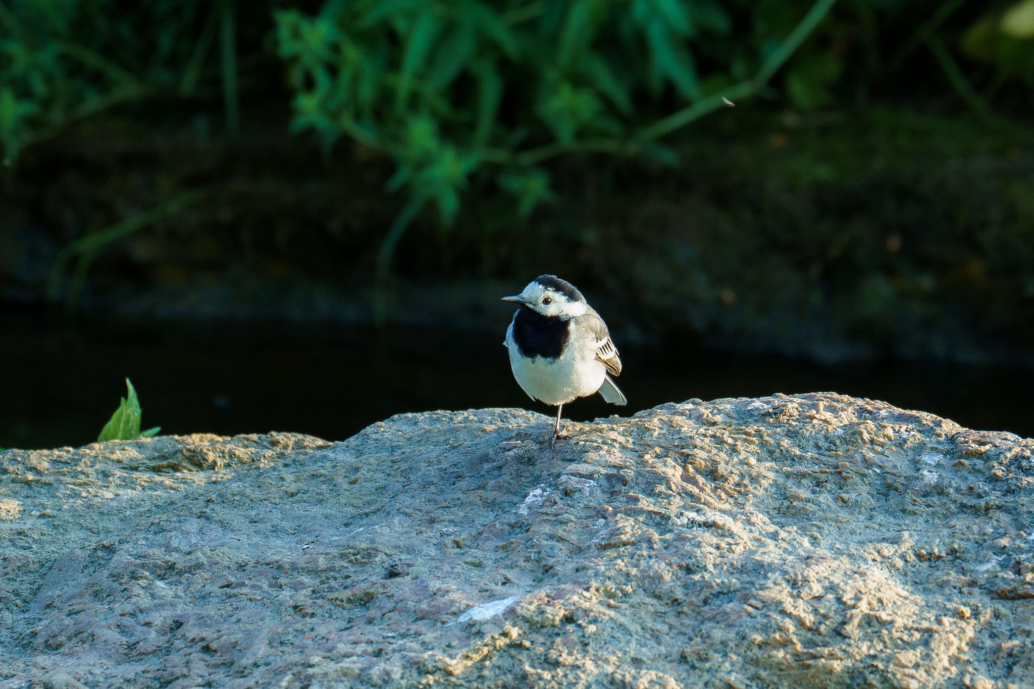 0001cc2025Jul11IMG09244.j…
Payout: 0.000 HBDSmall birds
2025-07-07 06:04![0002cc2025Jun22IMG09140.jpg