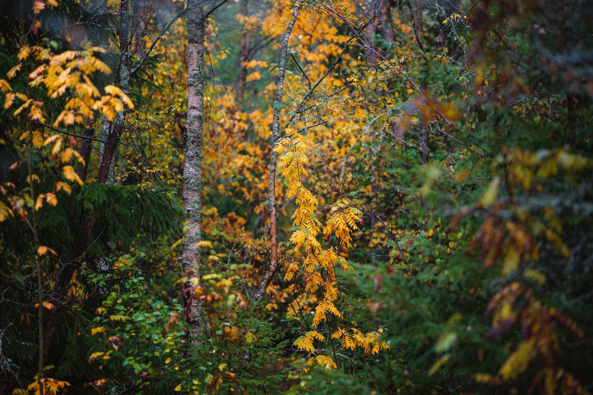 0008cc15Sep22IMG08000.jpg
