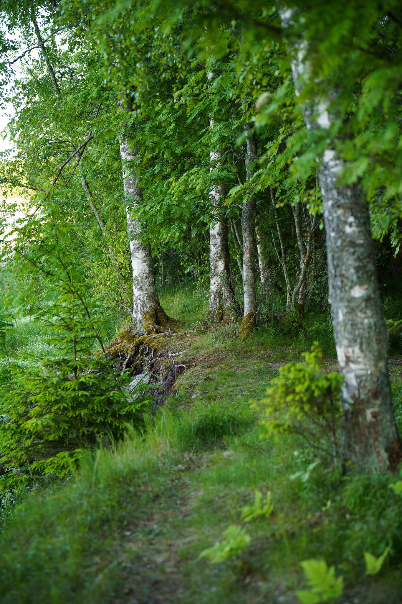 0011cc12Jun23IMG06323.jpg