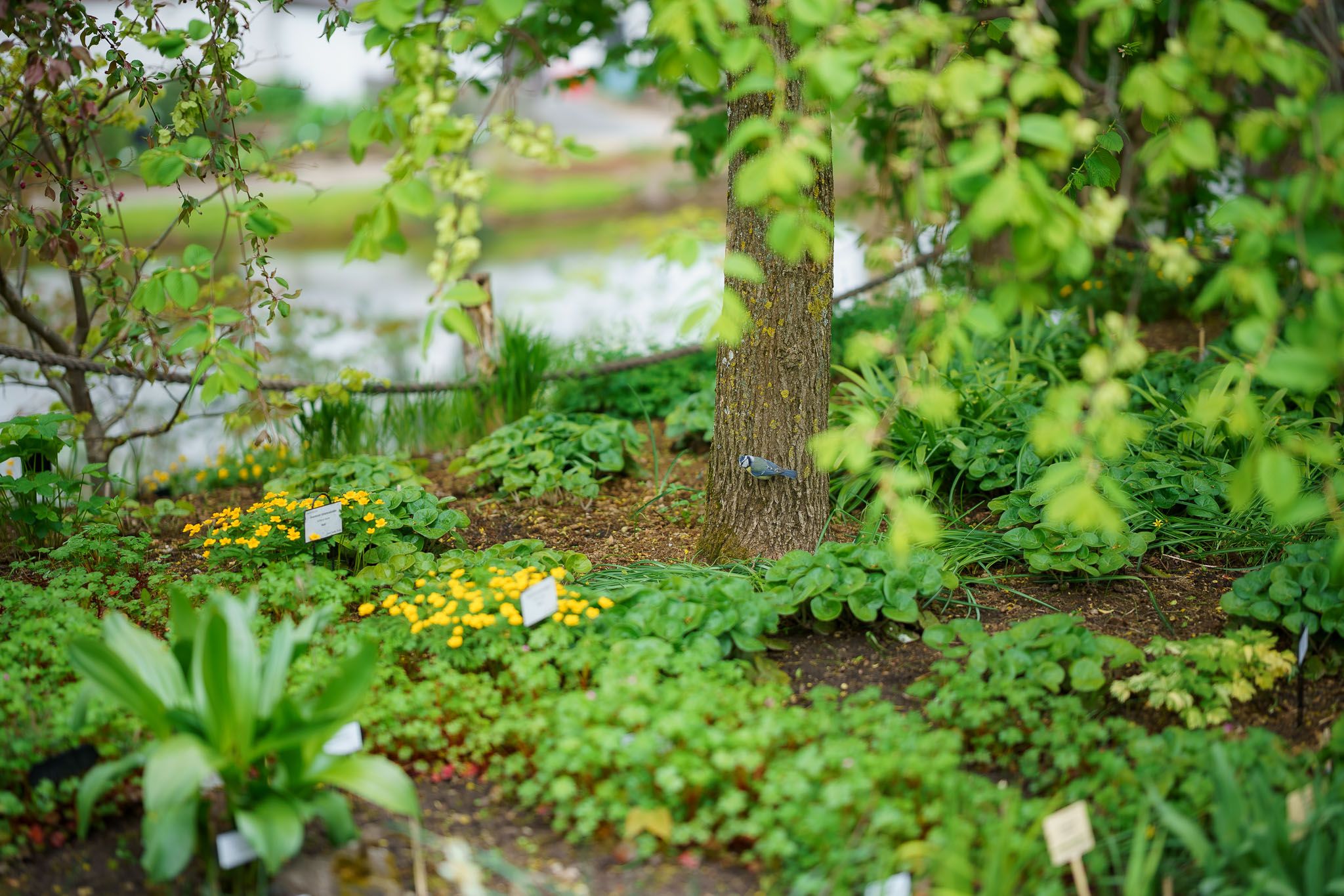 0012cc2025May18IMG01736.jpg