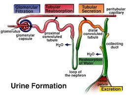 THE PROCESS OF URINE FORMATION