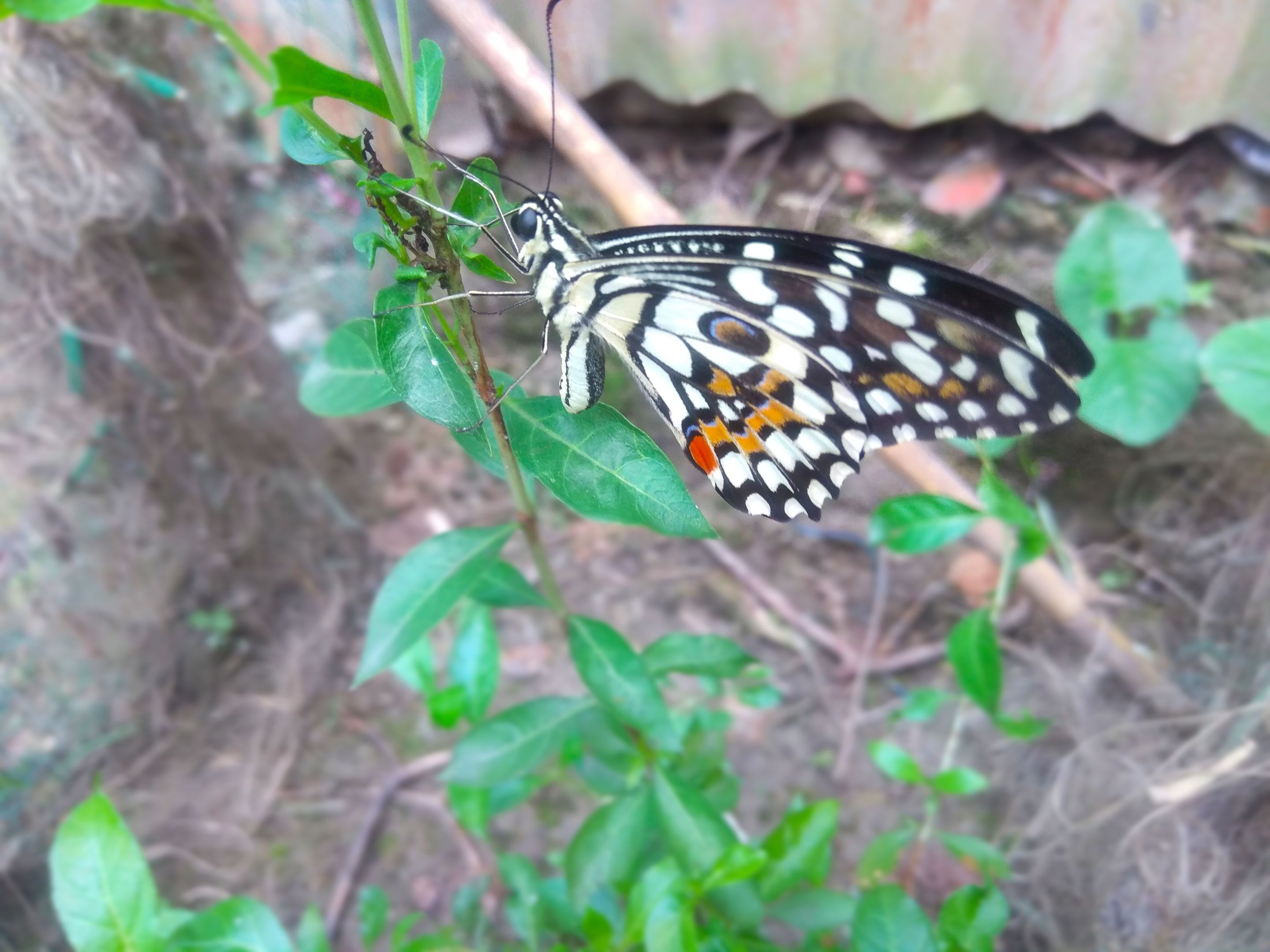 IMG_20210609_135803.jpg