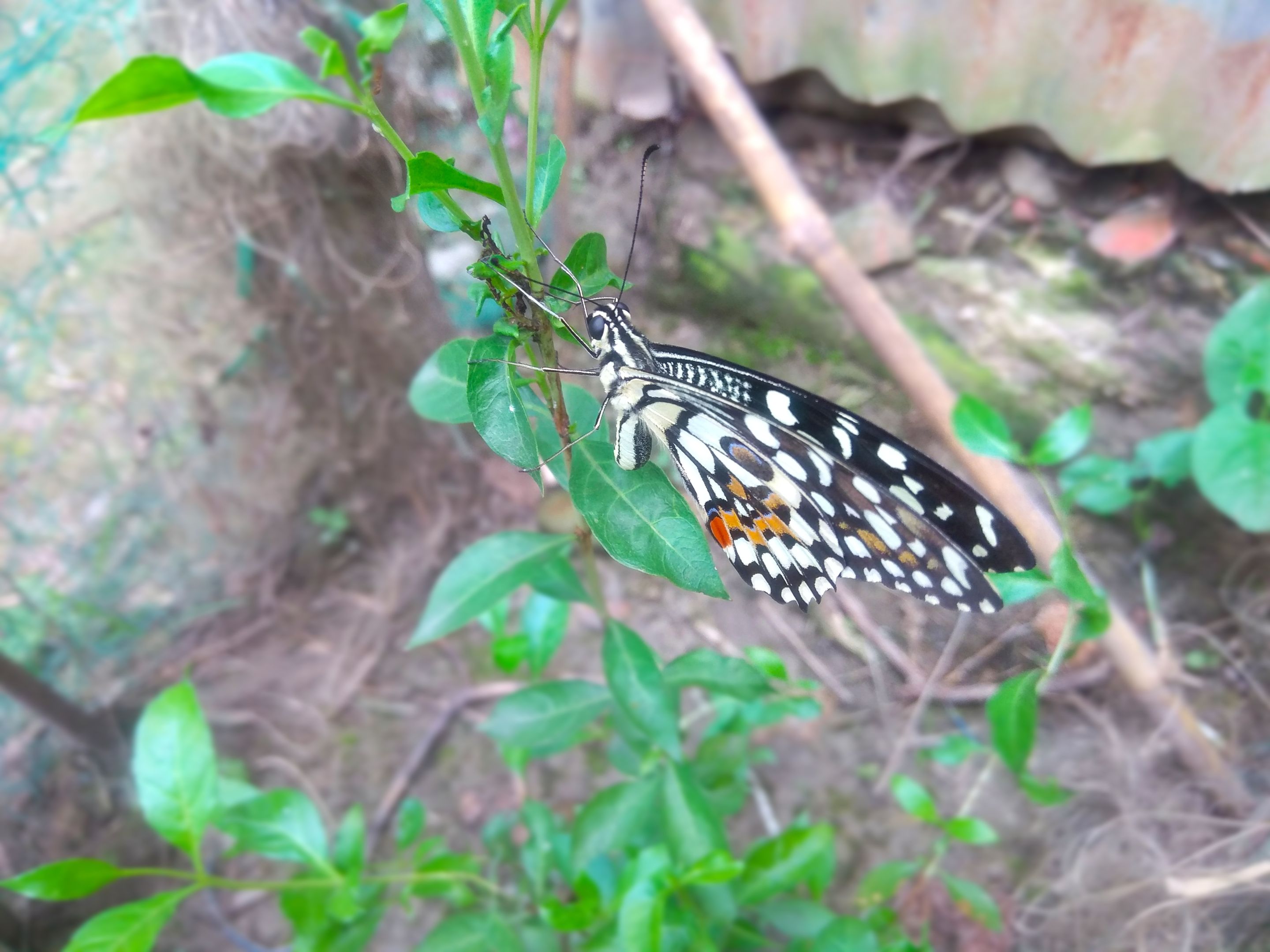 IMG_20210609_135625.jpg