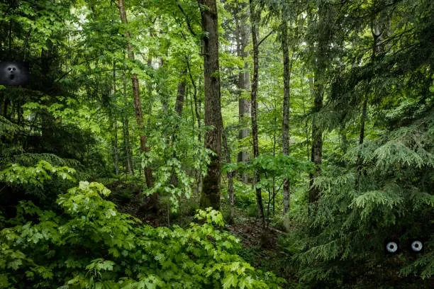 lush-green-forest.png