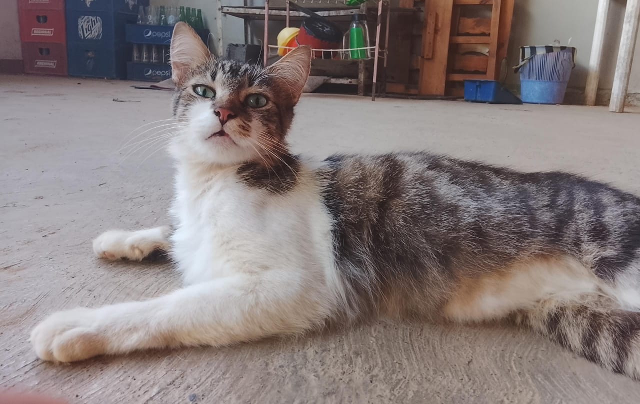 Imagen de WhatsApp 2025-10-04 a las 16.24.35_7cc6ec5c.jpg