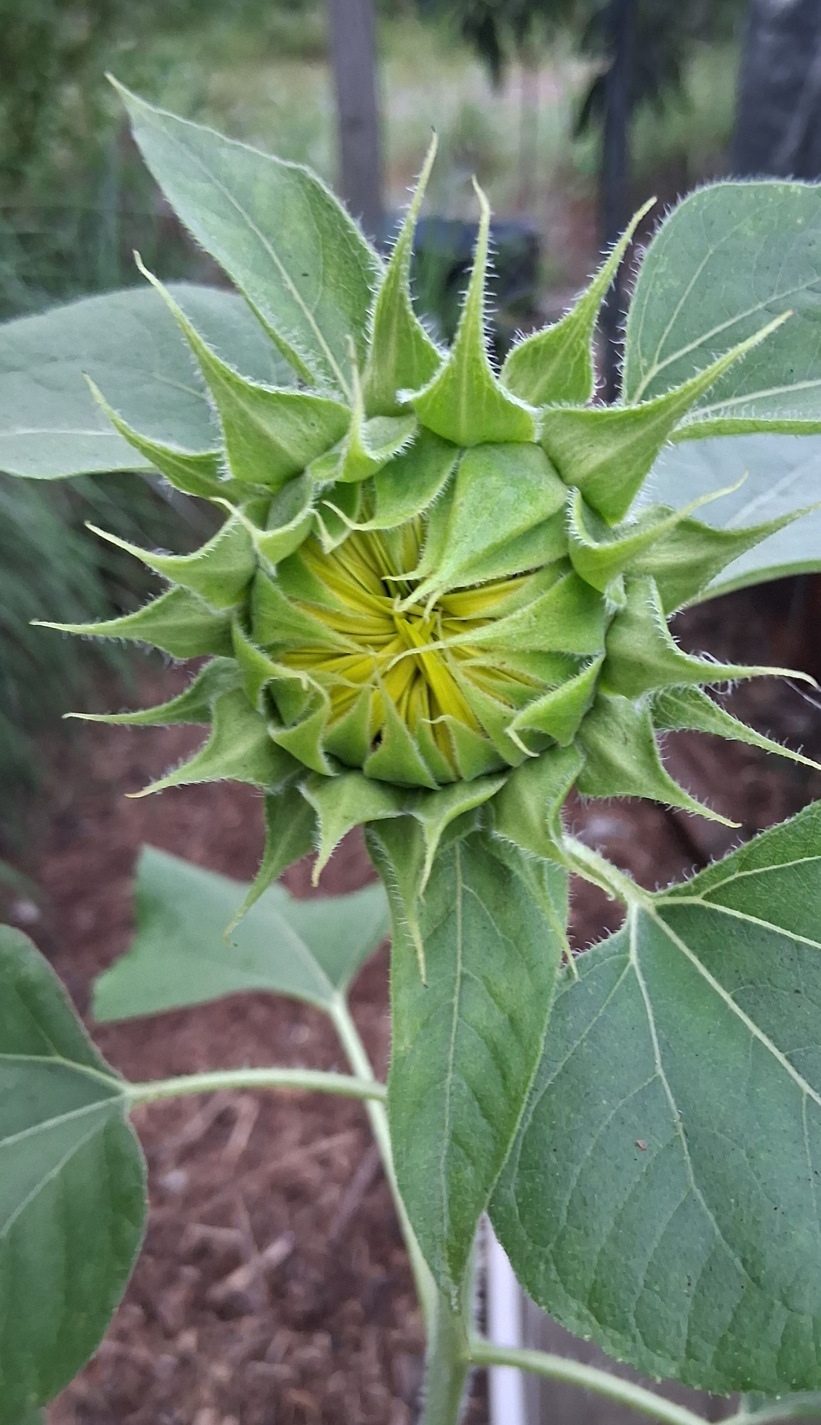 sunflowerblossom.jpg