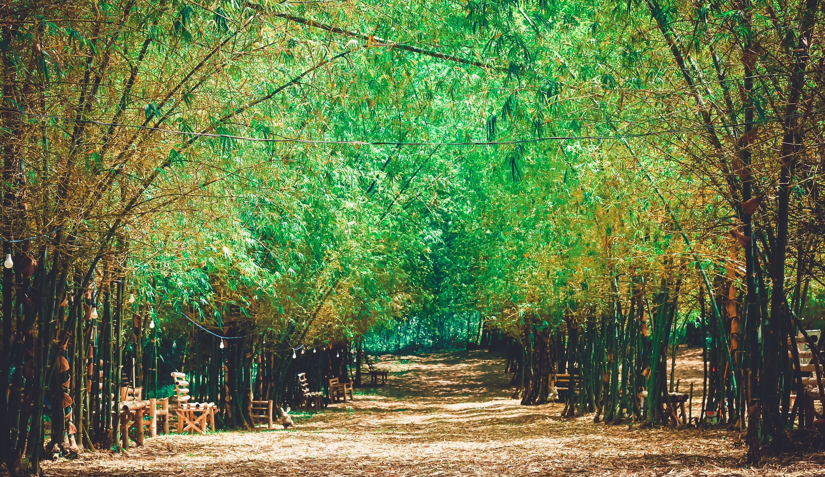 bamboo.jpg