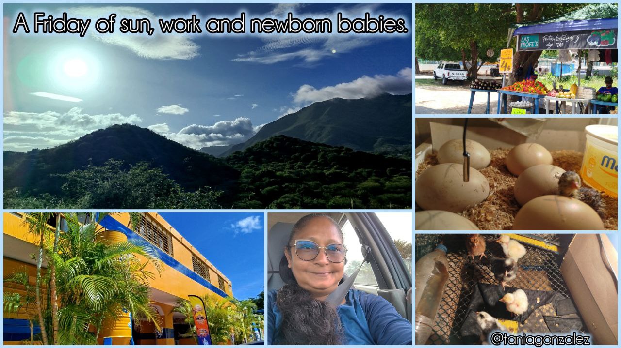 [ENG/ESP] A Friday of sun, work and newborn babies.
