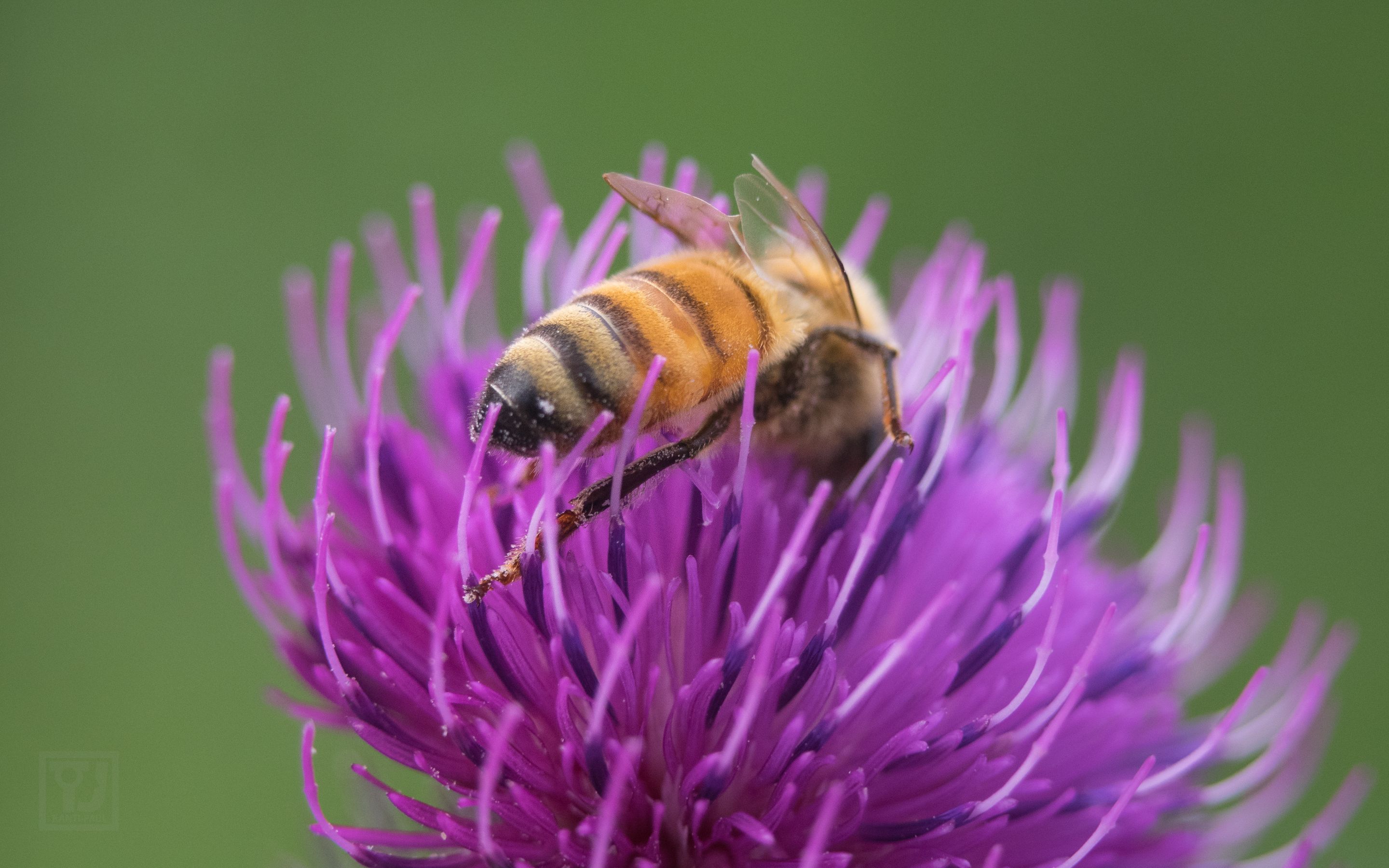 thistle bee 7 7 17 (7 of 8).jpg
