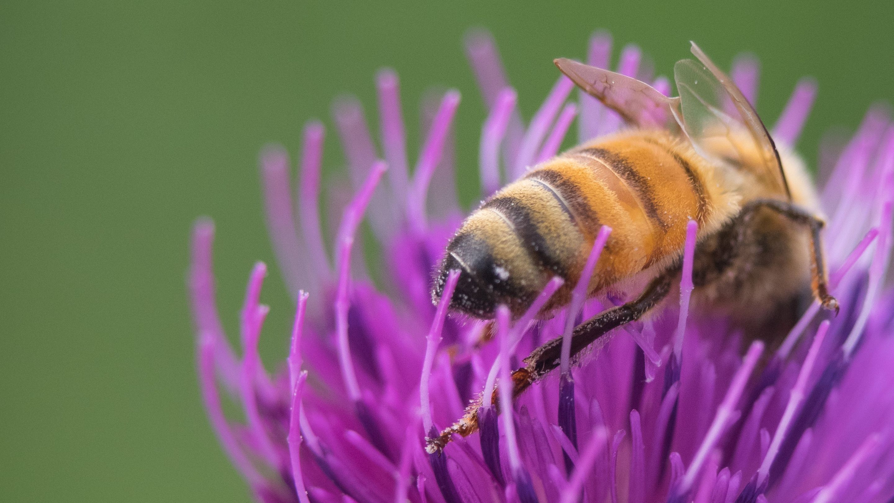 bee.jpg