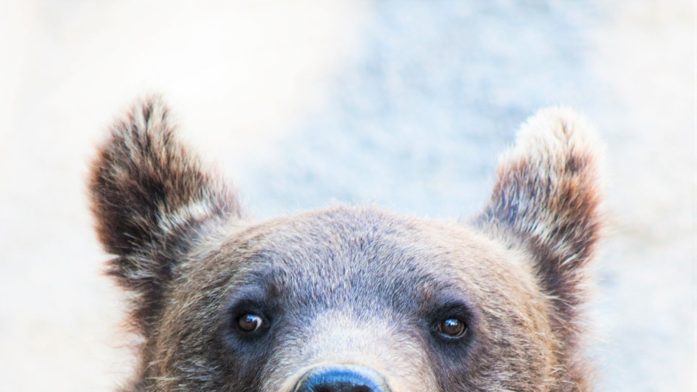 beary.jpg