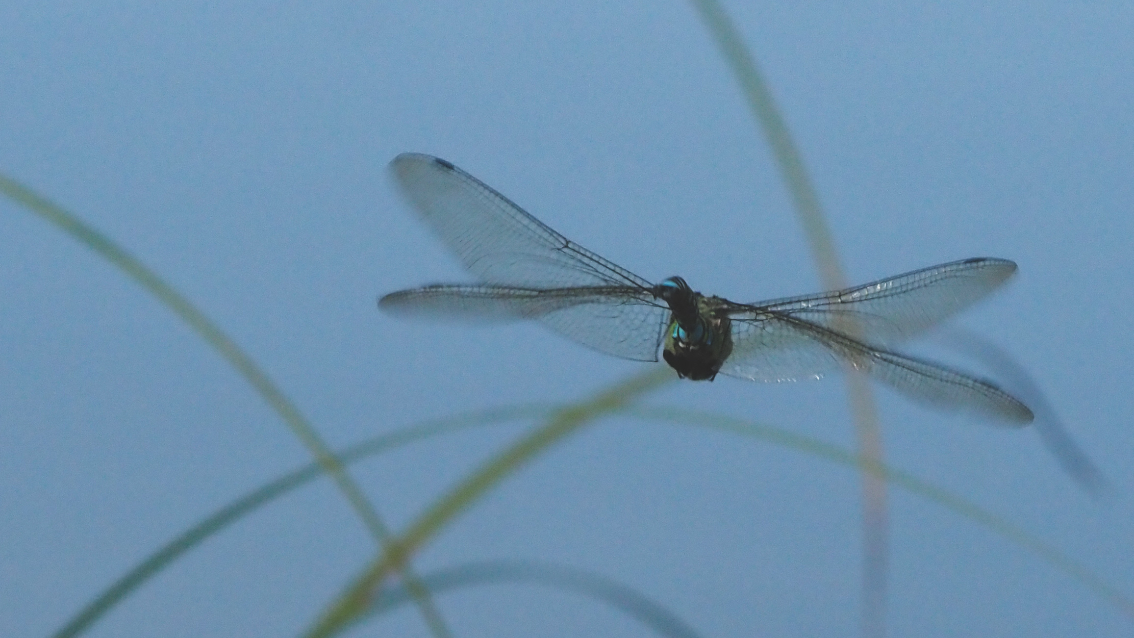 OI000650.jpg