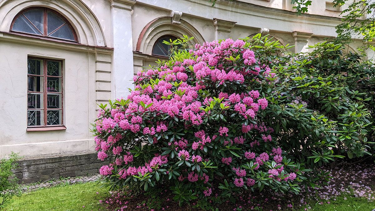 PXL_20250611_103924316.jpg