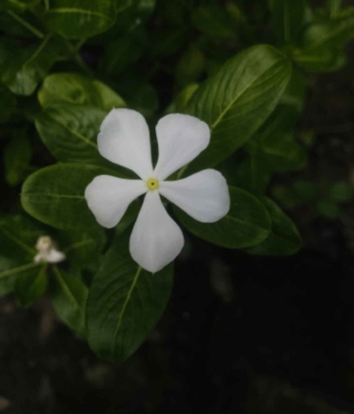 IMG_9719.jpeg
