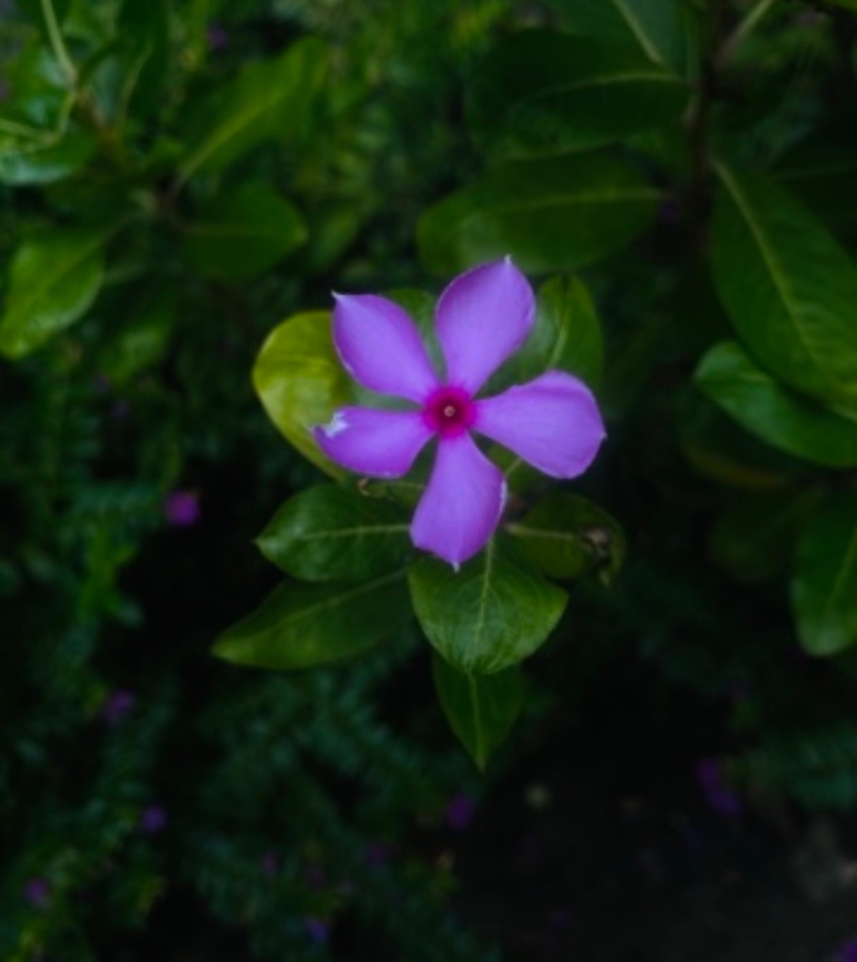 IMG_9720.jpeg