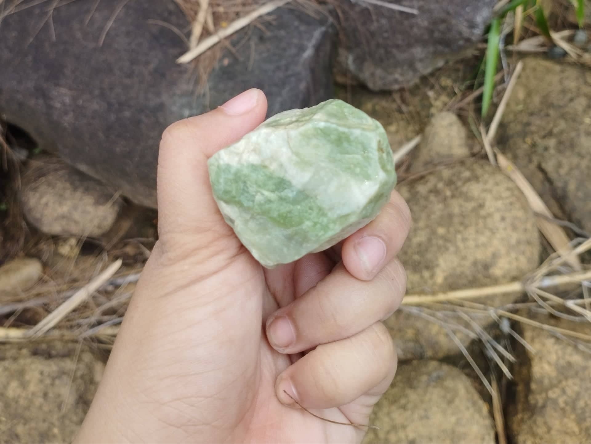 bato.jpg