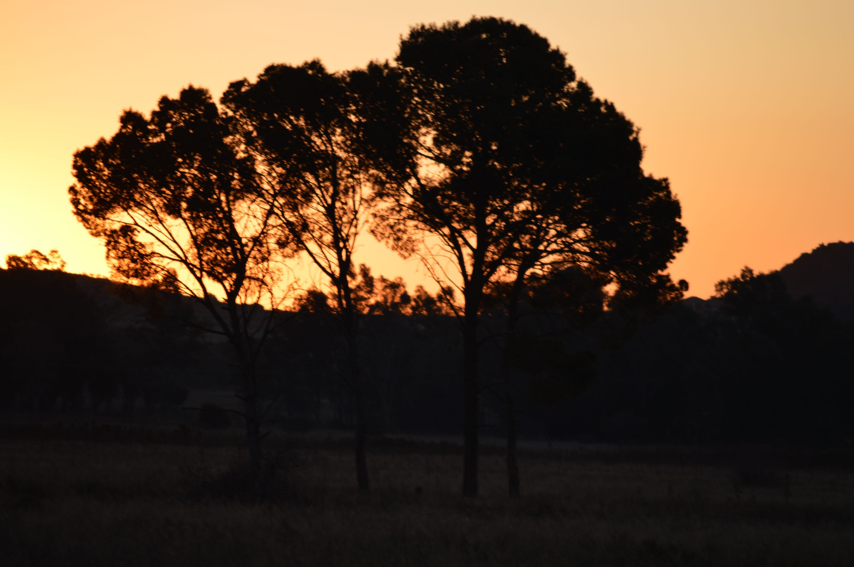 DSC_0075.JPG
