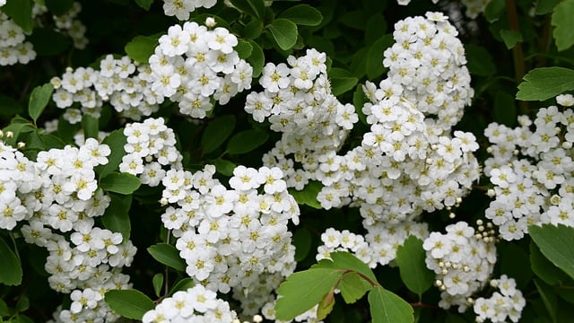 meadowsweet-8009380_640.jpg