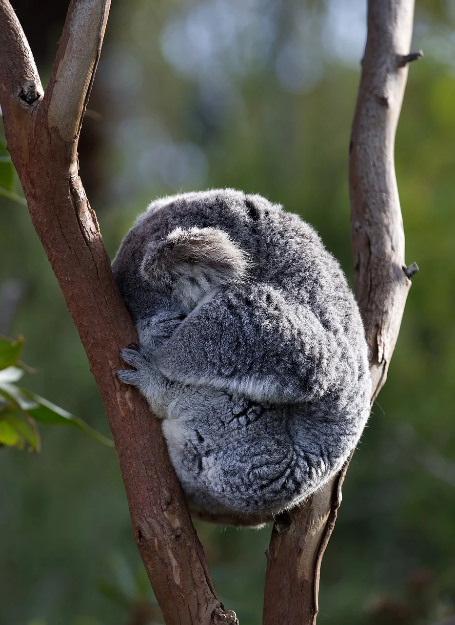 koala-8028992_1280.webp