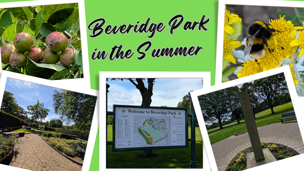 Beveridge Park in the Summer (1).png