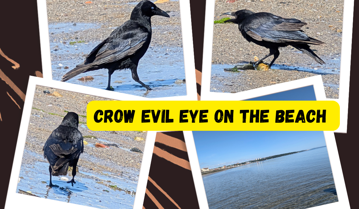Crow Evil Eye on the Beach.png