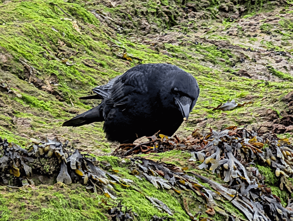 crow gif beach 19 sept 2025.gif