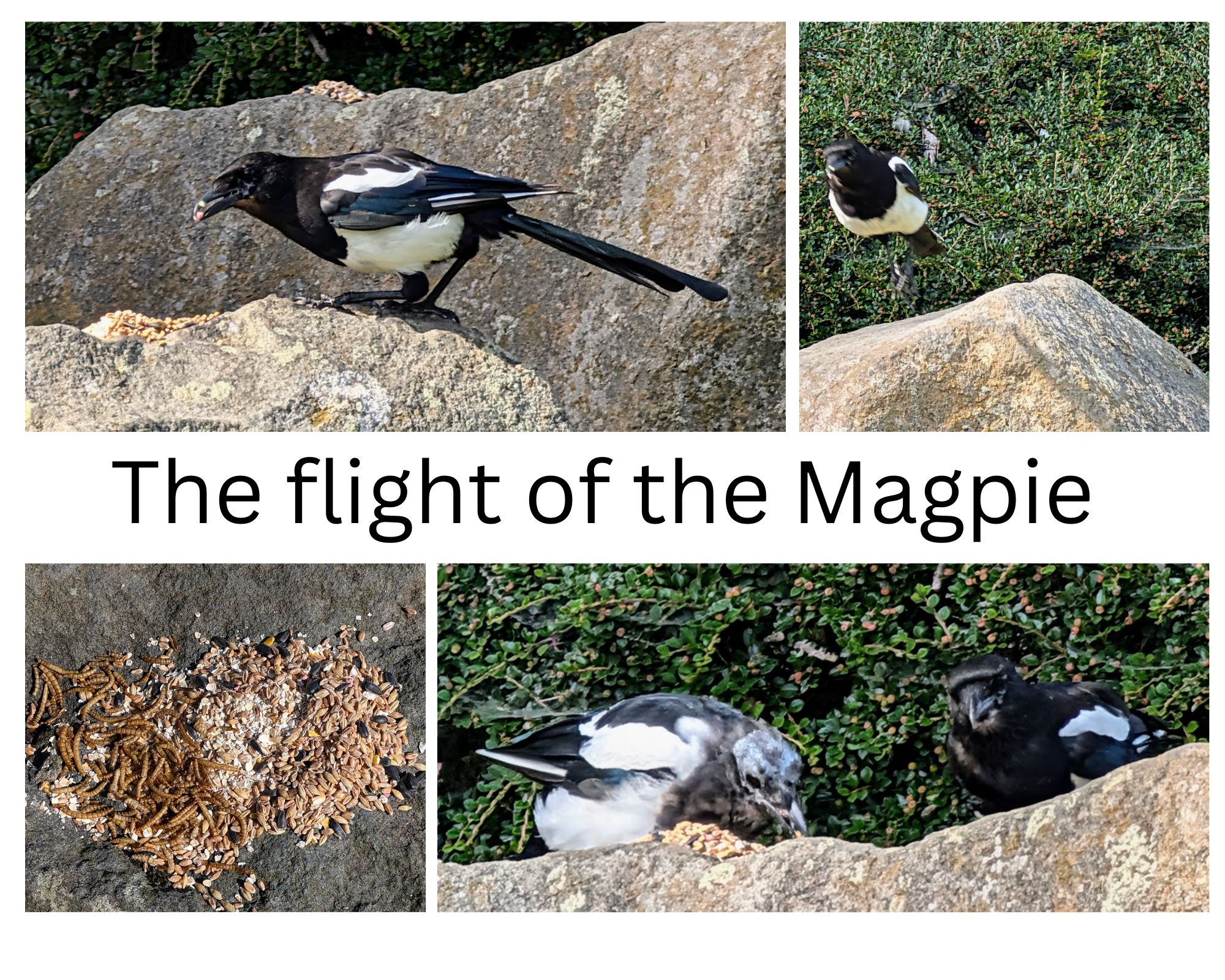 The flight of the Magpie (1).png