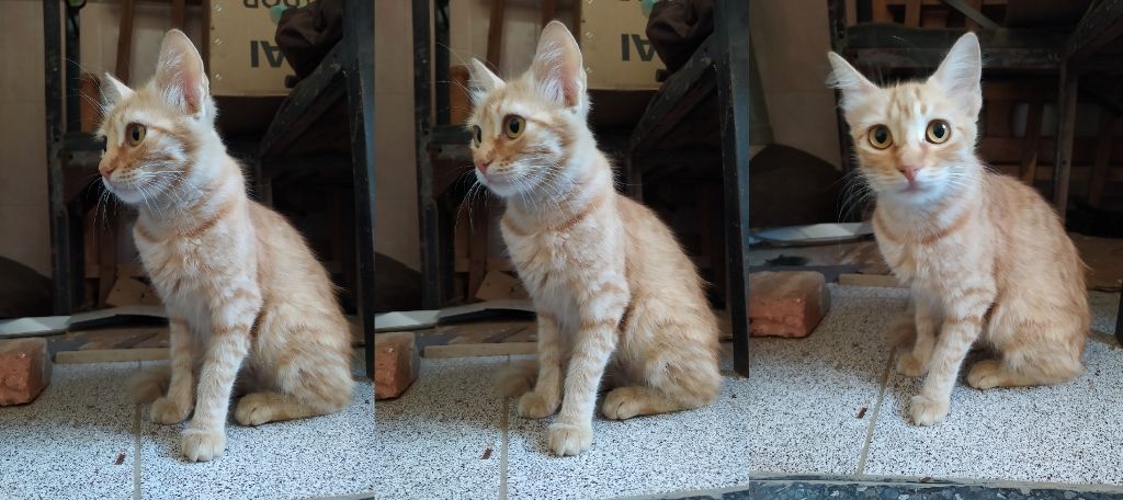 gatitosenero7.jpg/