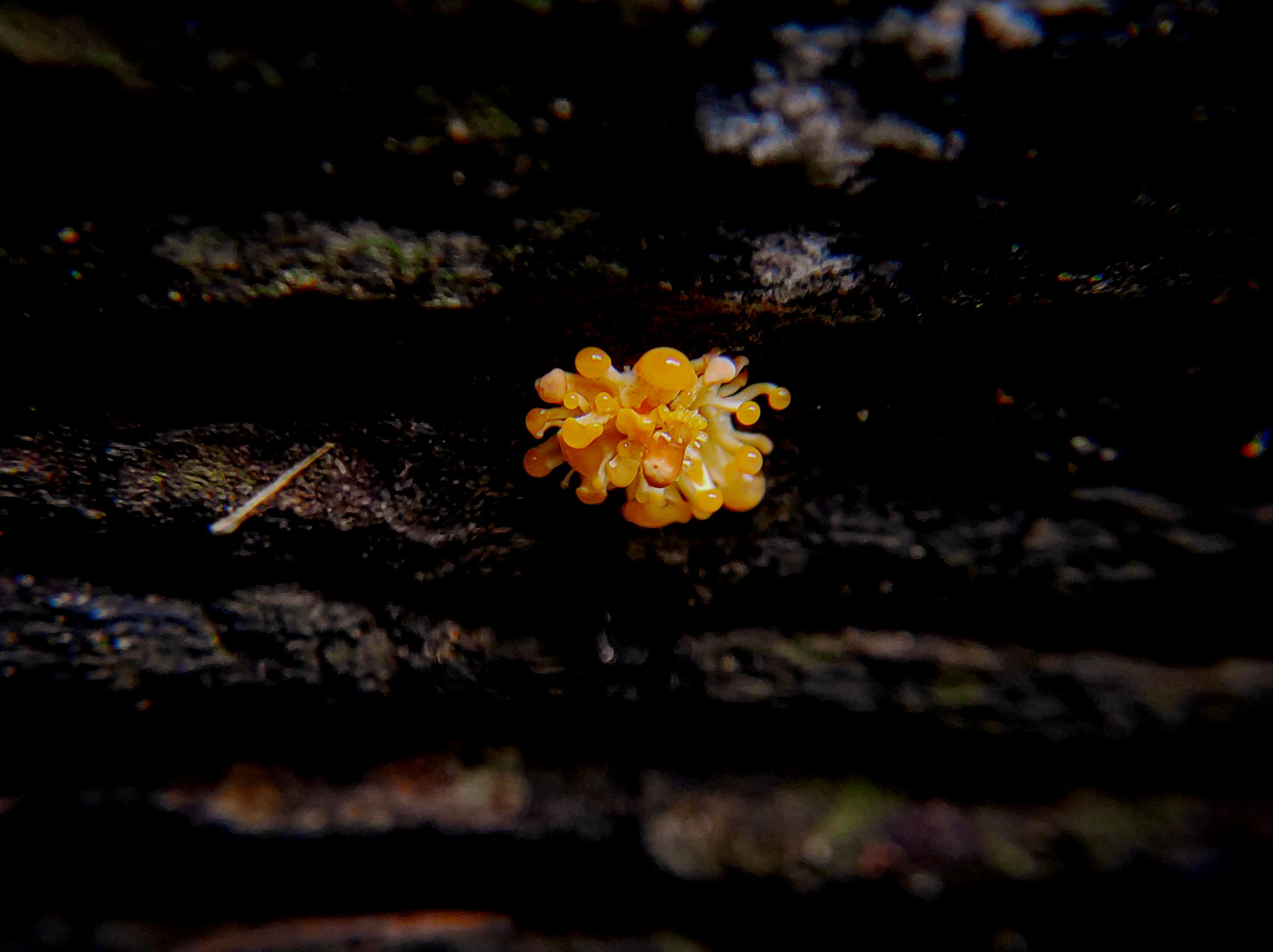 @teungkulik/photography--fungi-that-belong-to-the-phylum-amoebozoa