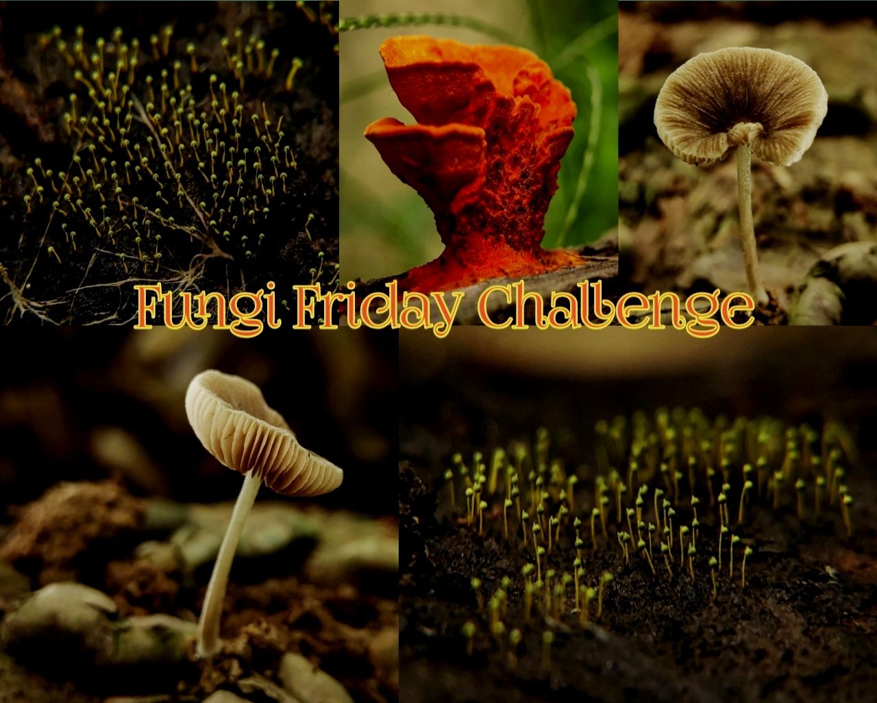 @teungkulik/my-contribution-this-fungi-friday-challenge--mushroom-hunting-journey-in-the-jungle