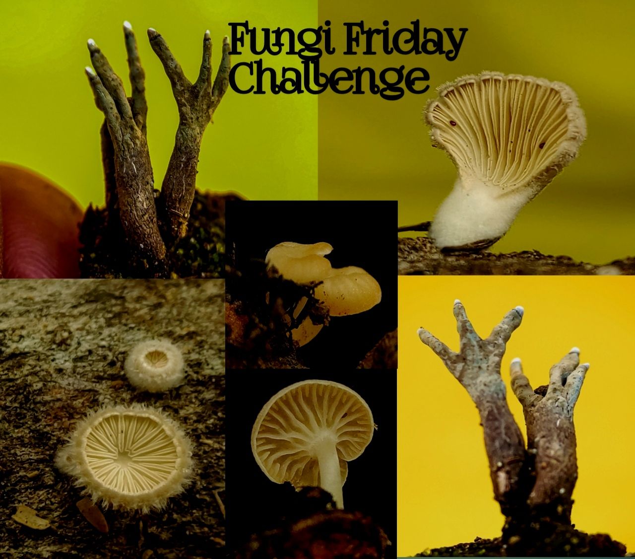 @teungkulik/fungi-friday-challenge--very-pretty-little-fingers-and-unique-soft-fur