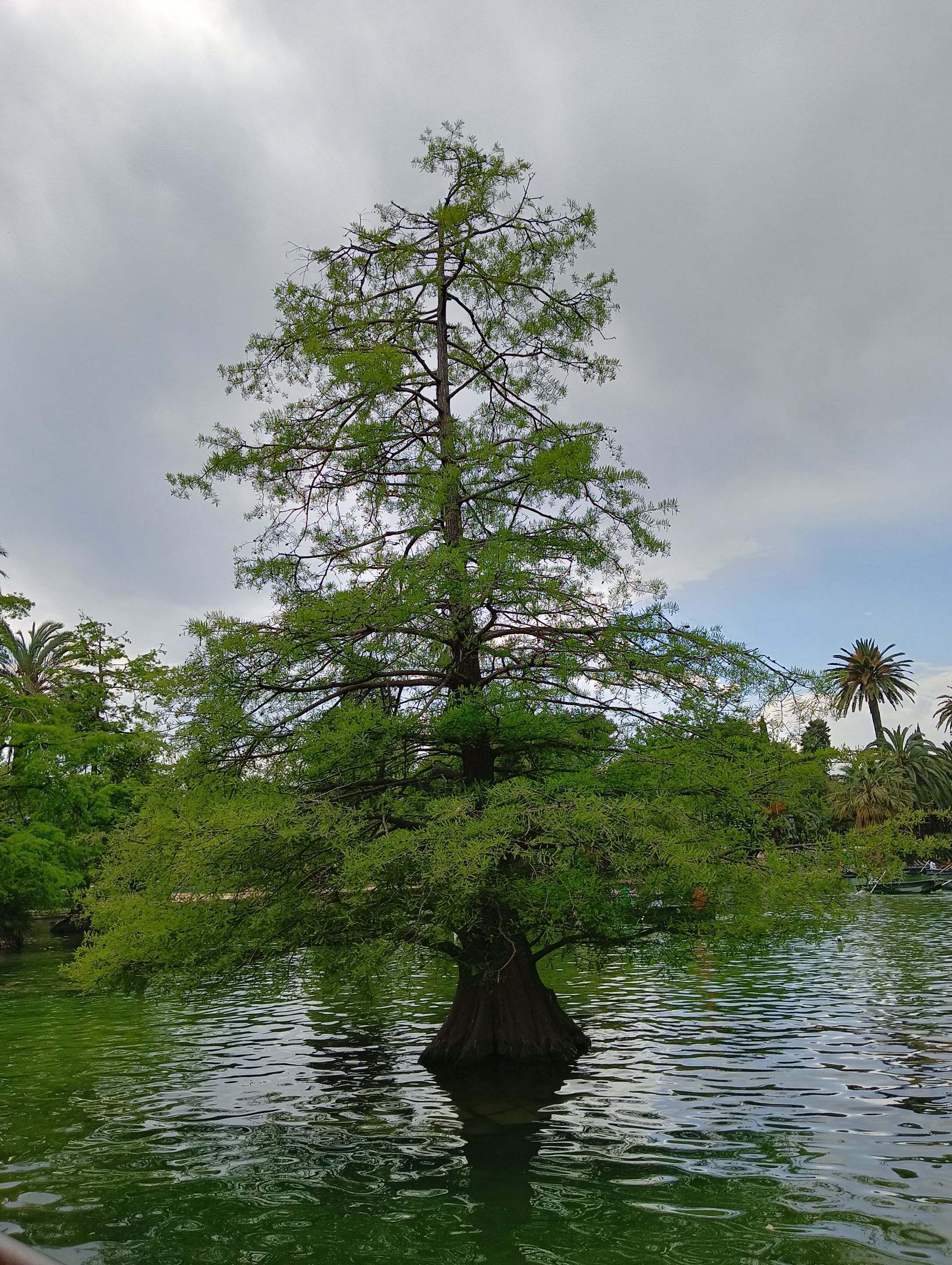 image…
Payout: 0.000 HBDNature
2022-05-21 08:12<center> ![IMG20220508155825.jpg