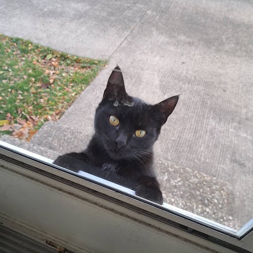 KitKat looking for dinner, before we let her in the house.