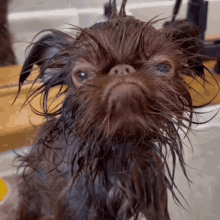 pet-lover-funny-memes-3818319023.gif