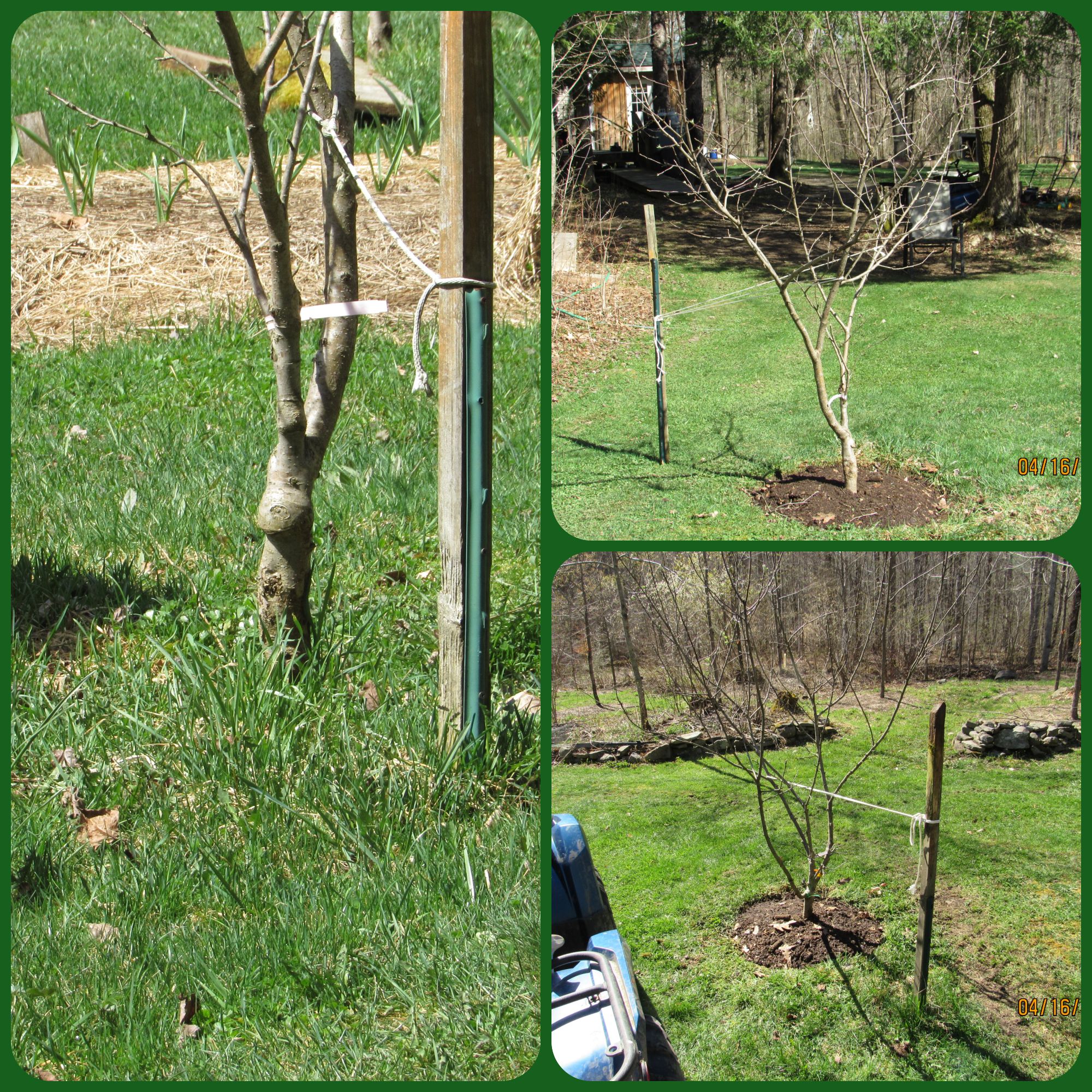 apple trees.png
