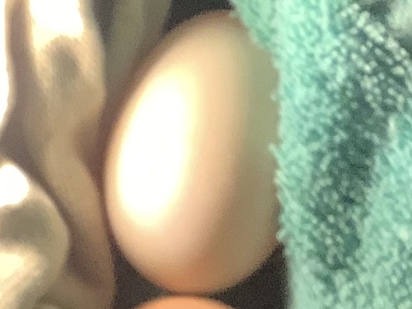 IMG_2047.jpeg