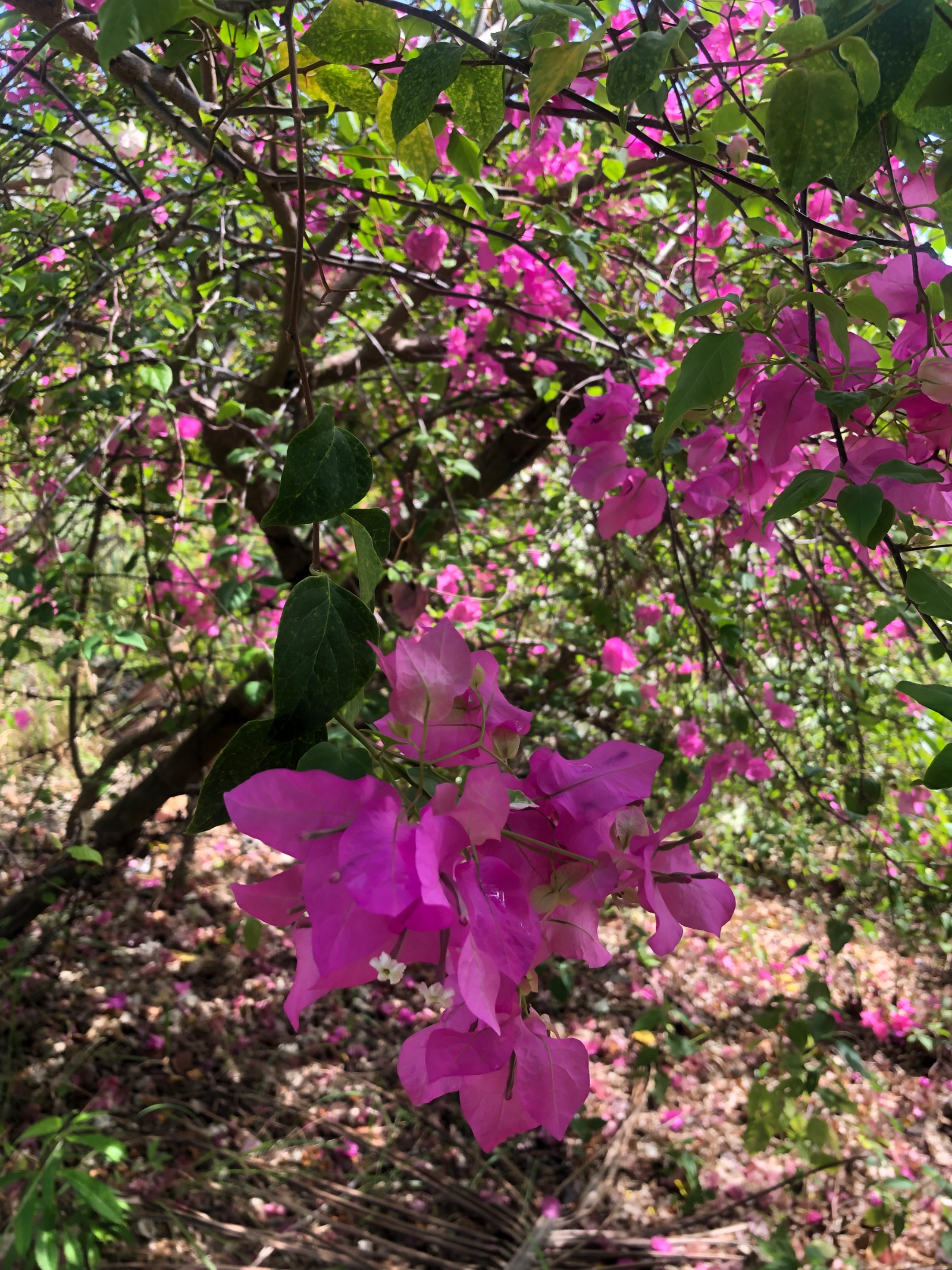 IMG_0913.jpeg