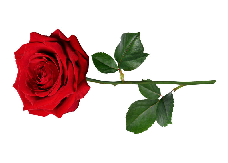 A rose by any other name would smell as sweet