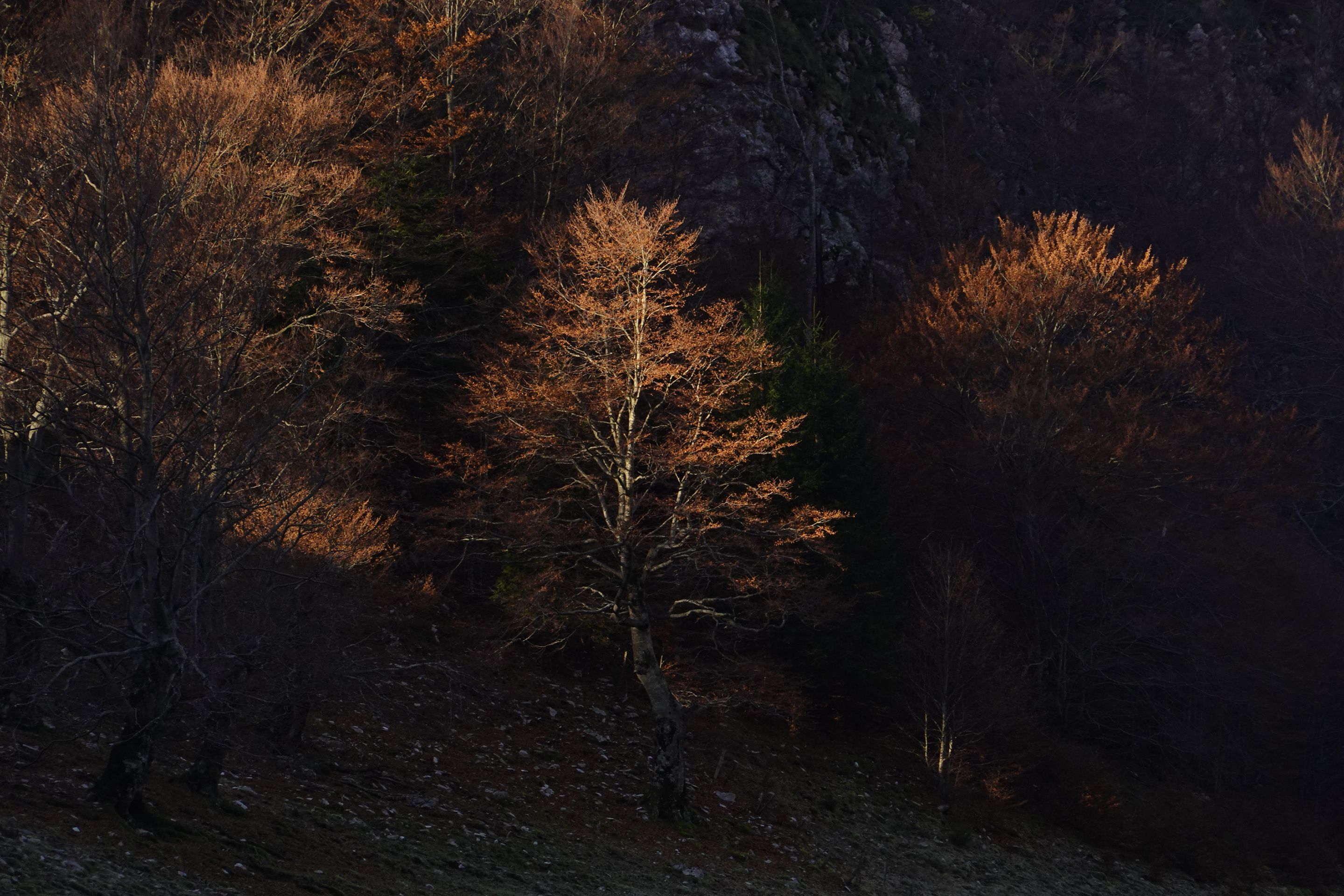 RX108418 (1).JPG