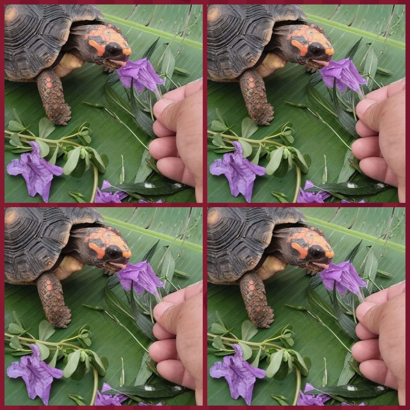 photocollage_202529193036812.jpg