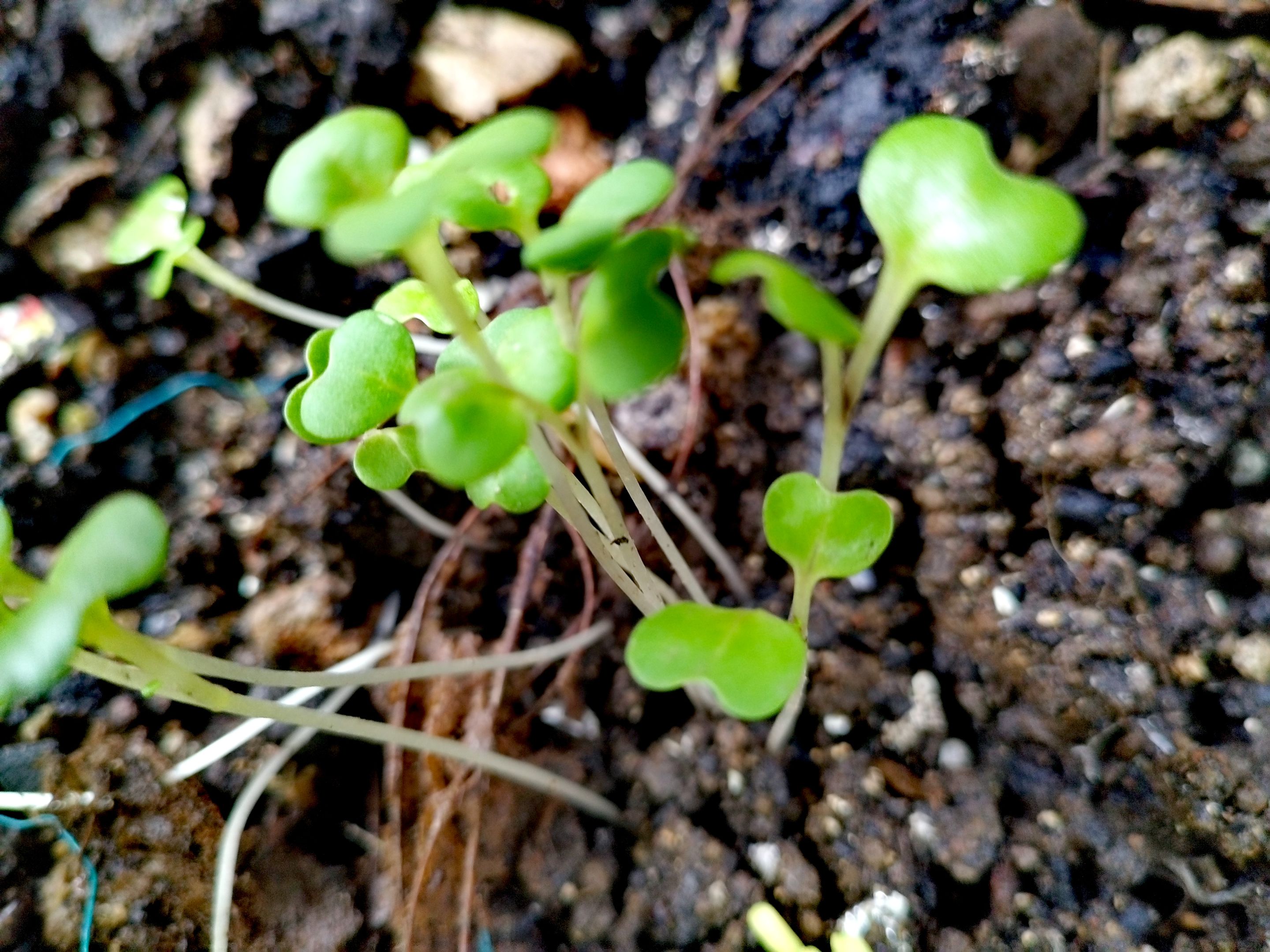 IMG_7862.jp…
Payout: 22.126 HBDGarden Journal: "Checking My Young Sprouts Vegetables and Slight Garden Disaster"
2025-08-16 03:35![IMG_20250815_083134.jpg