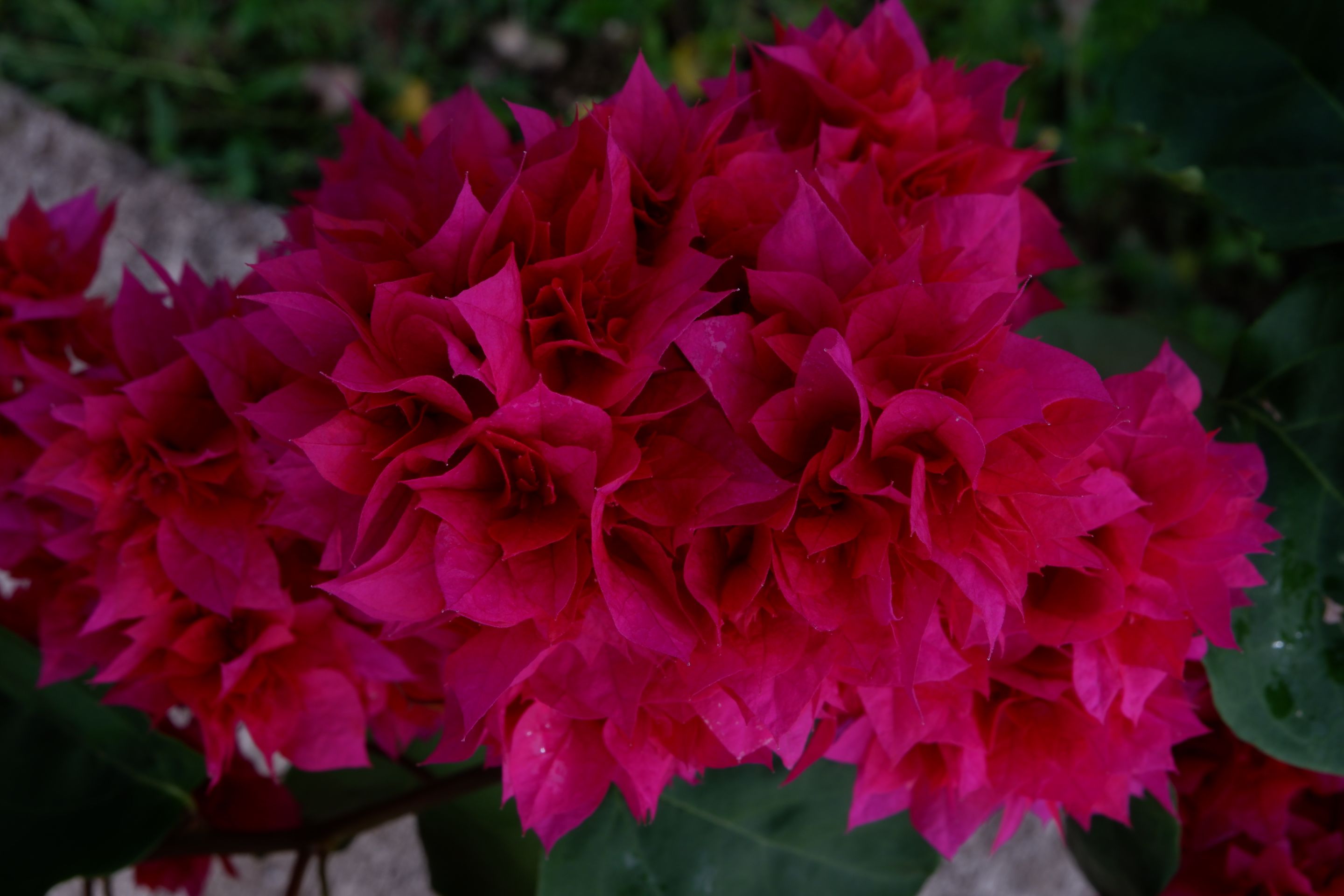 DSCF7012.JPG
