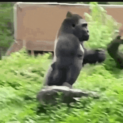 giphy-downsized-large.gif