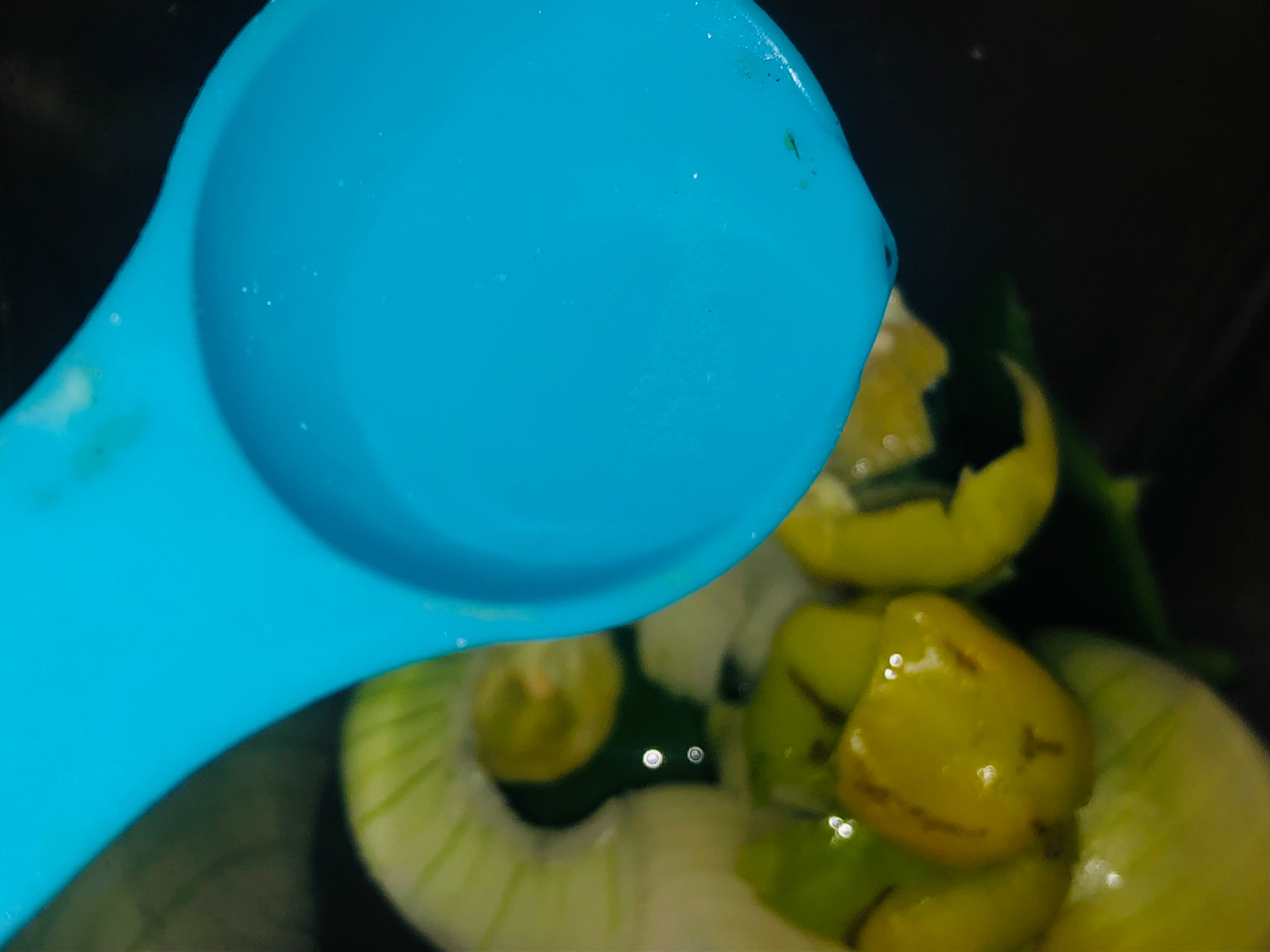IMG_5131.jpeg