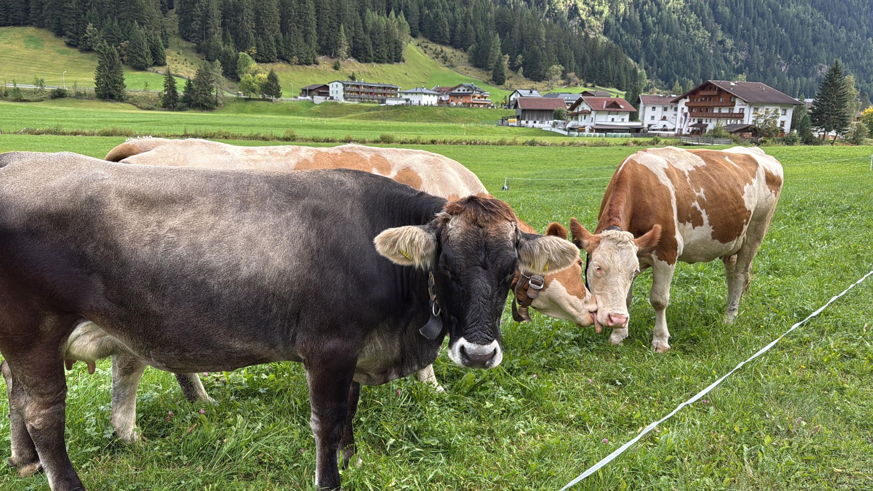 Cows in the Alps.jpg