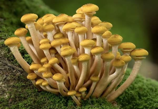 armillaria-mellea4.jpg