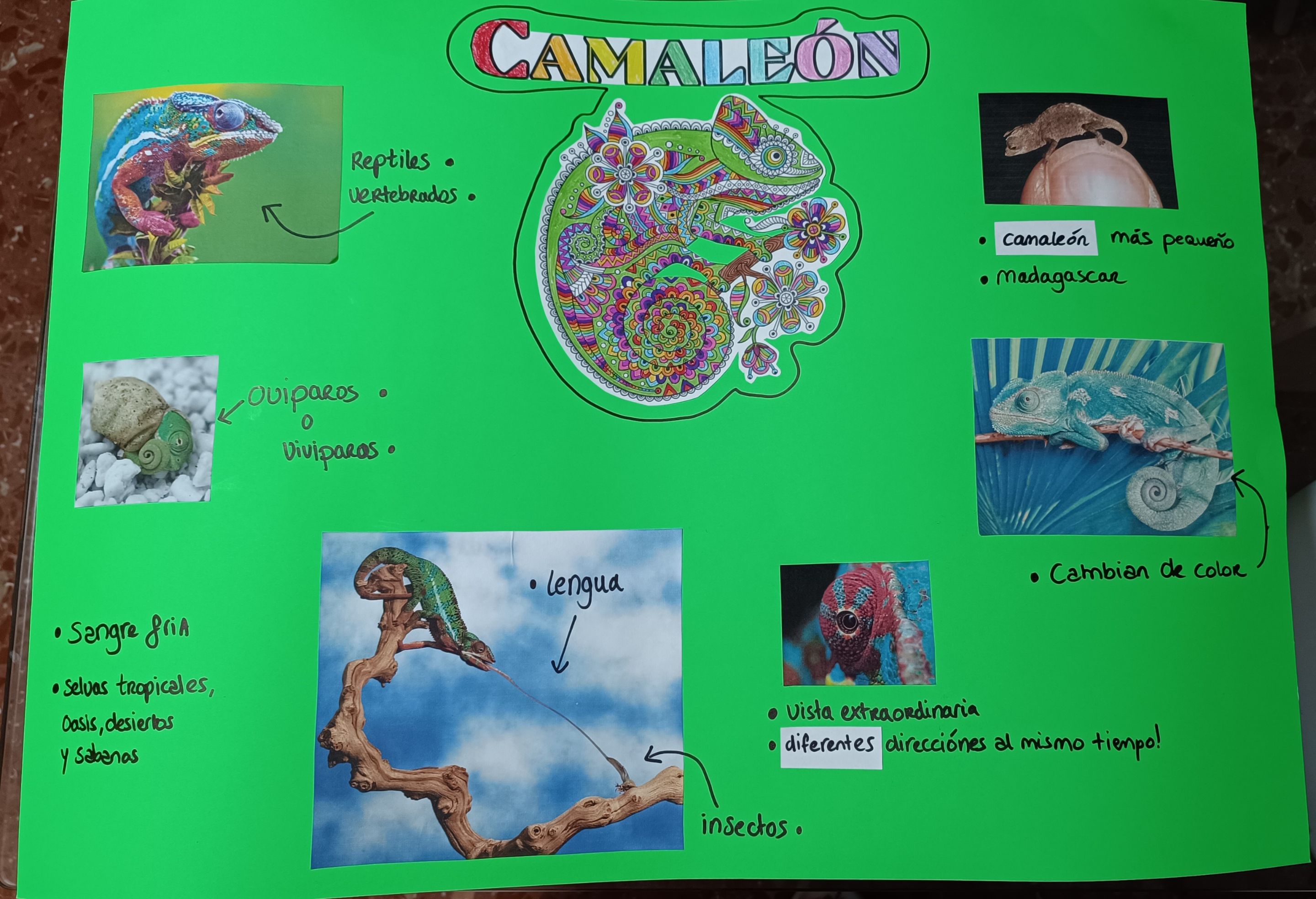 Chameleon presentation (1).jpg