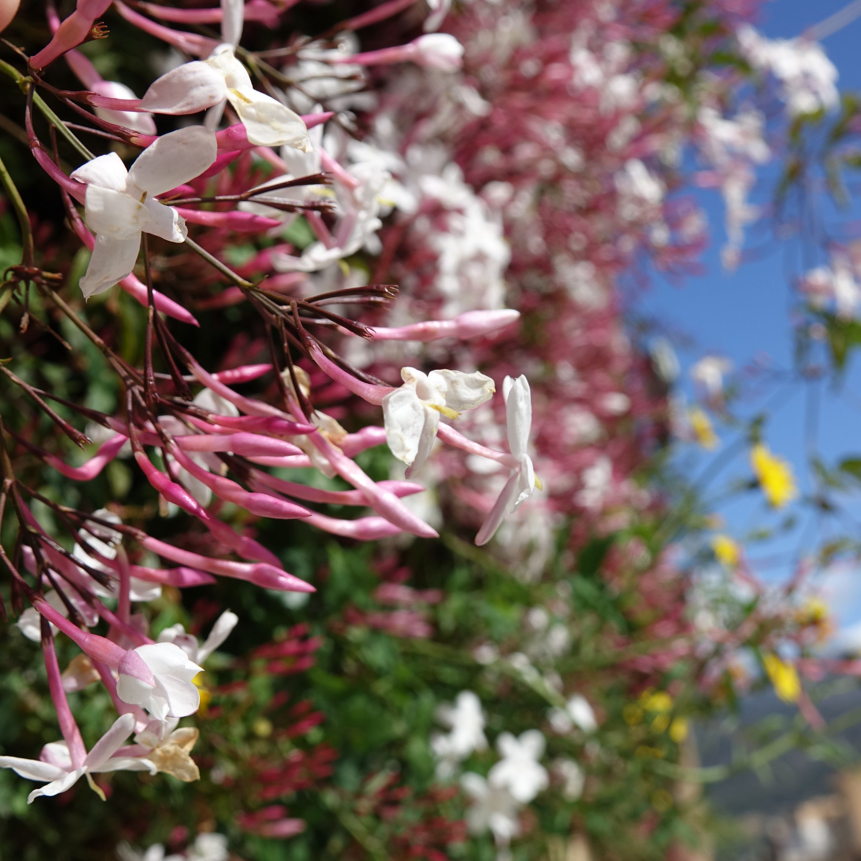 pinos del valle flower.JPG
